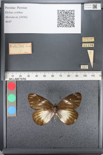 Media type: image;   Entomology 130256